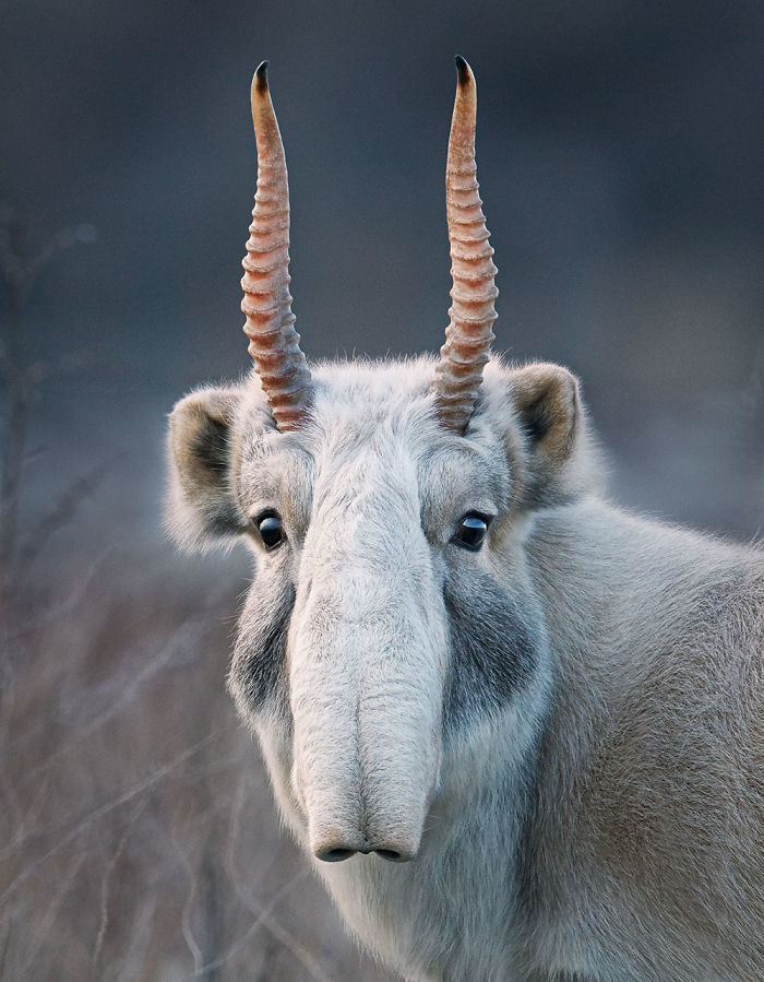 Saiga. Cultura Inquieta 1