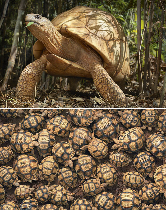 Tortuga angonoka de Madagascar. 9