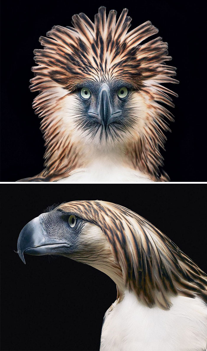 águila Monera. Cultura Inquieta 3
