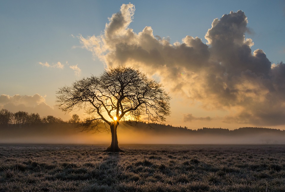 arbol solitario