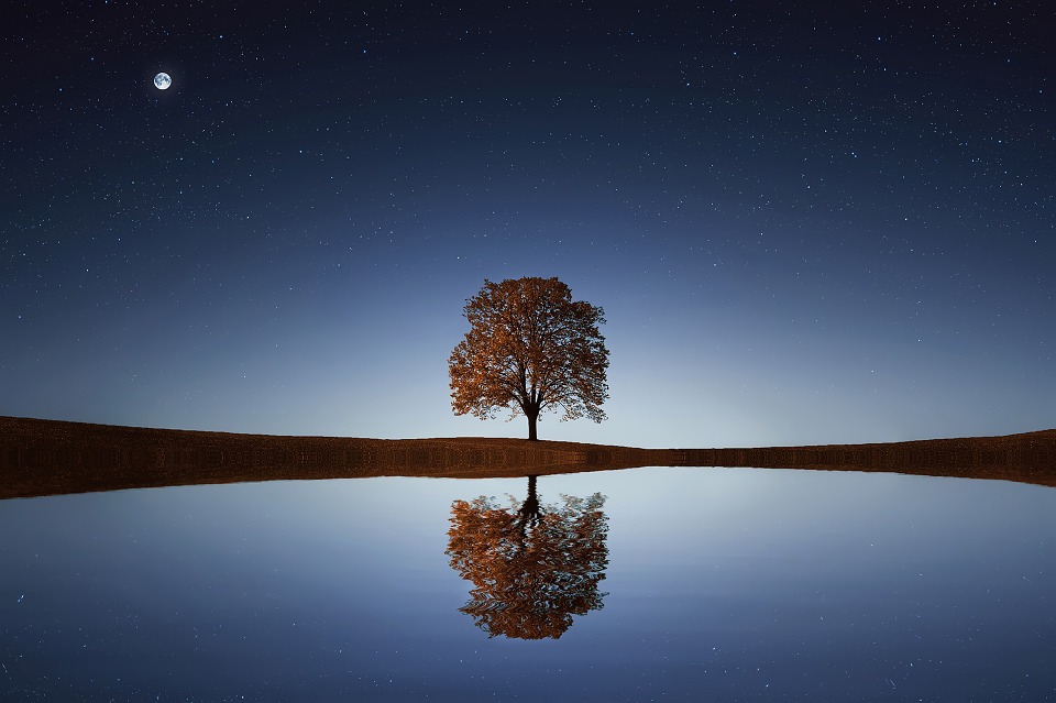 arbol solitario 2