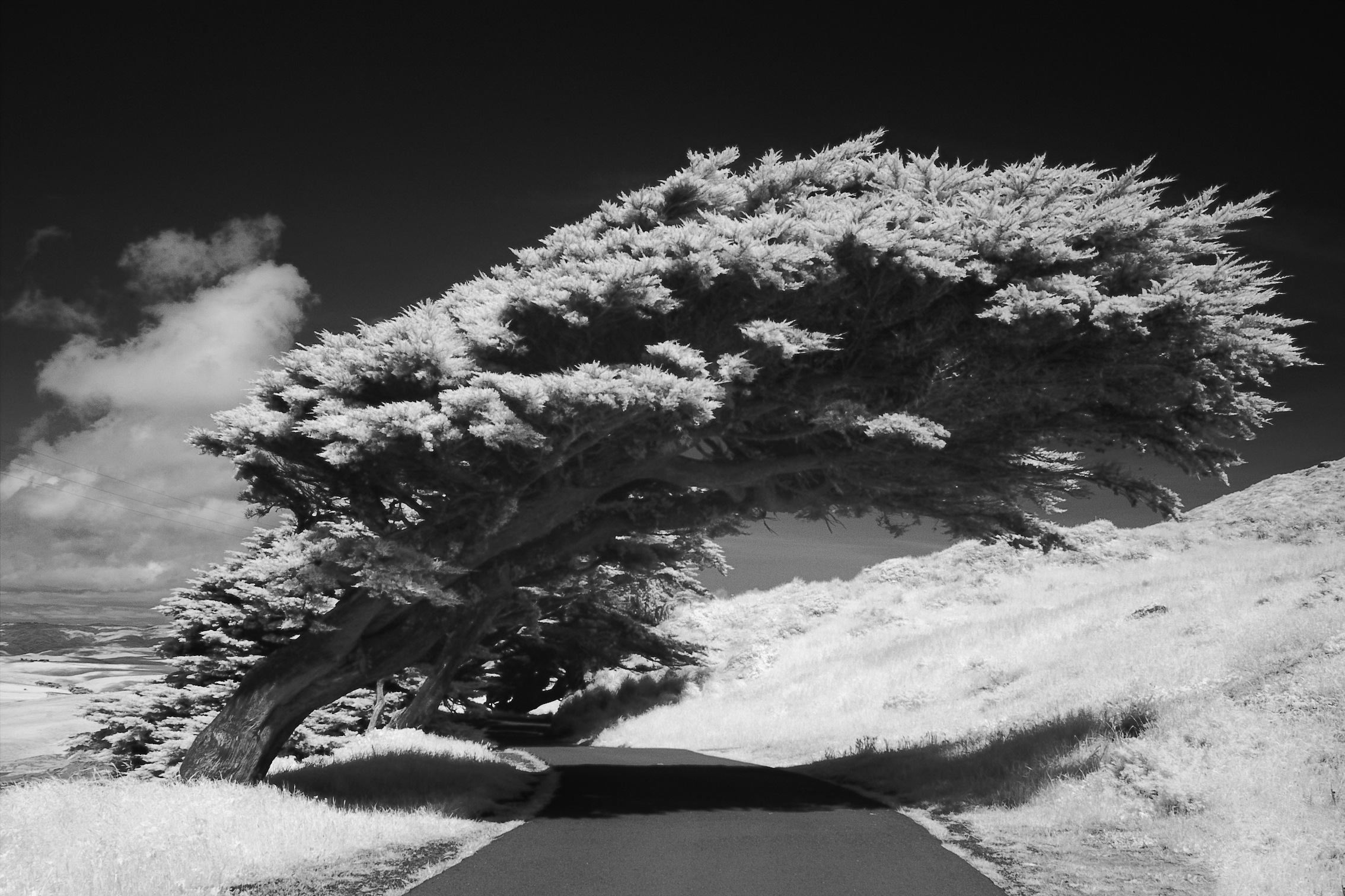 arbol solitario 4