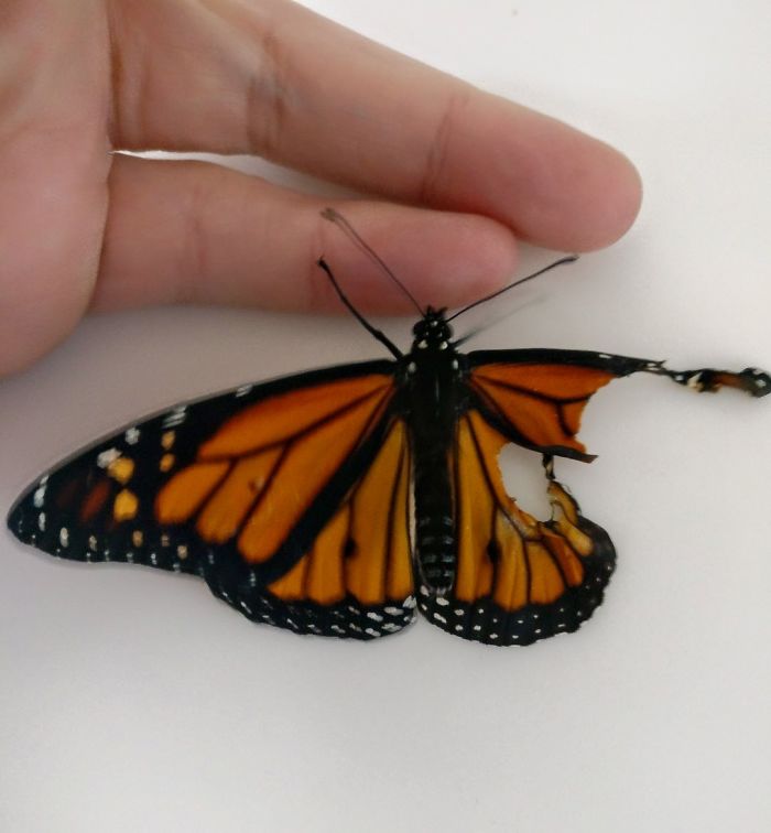 monarch butterfly.Cultura Inquieta 1