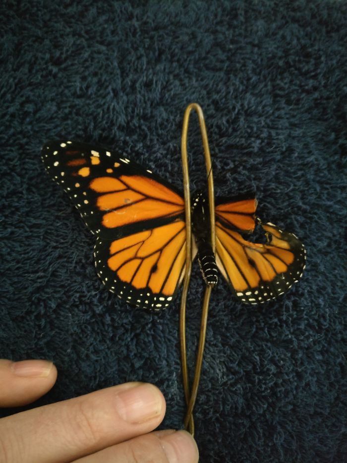 monarch butterfly.Cultura Inquieta 3