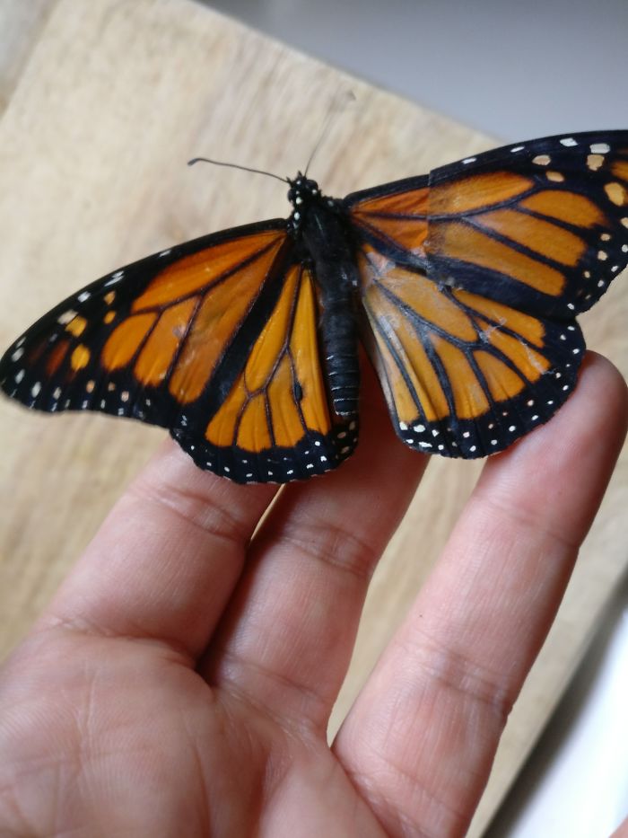 monarch butterfly.Cultura Inquieta 4