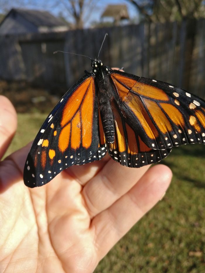 monarch butterfly.Cultura Inquieta 5