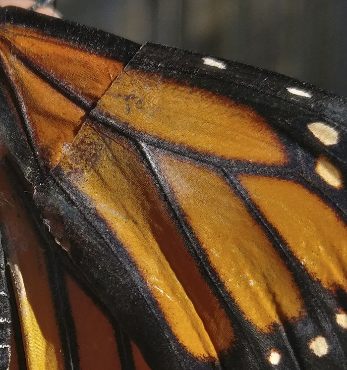 monarch butterfly.Cultura Inquieta 6