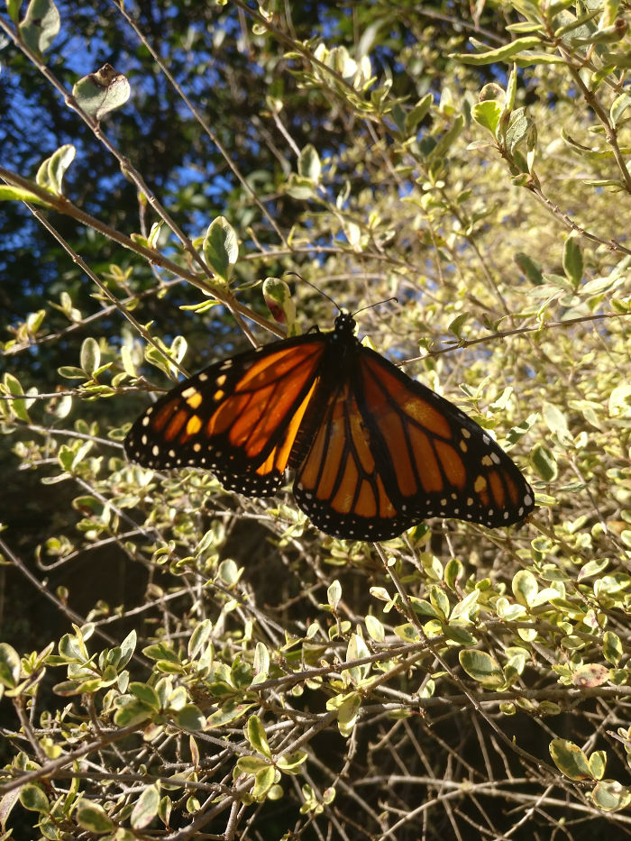 monarch butterfly.Cultura Inquieta 7