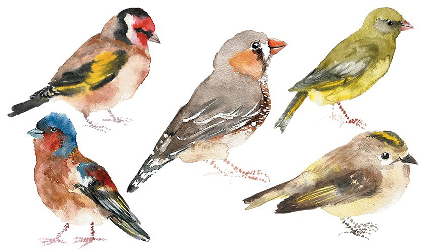 pajaros acuarelas