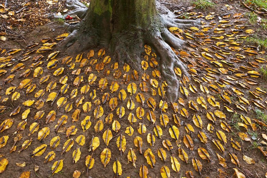James Brunt mandalas naturaleza 27