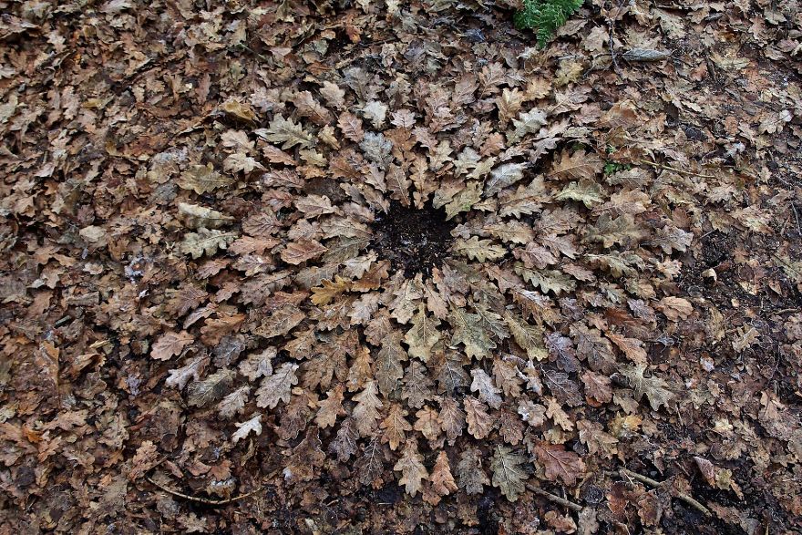 James Brunt mandalas naturaleza 33