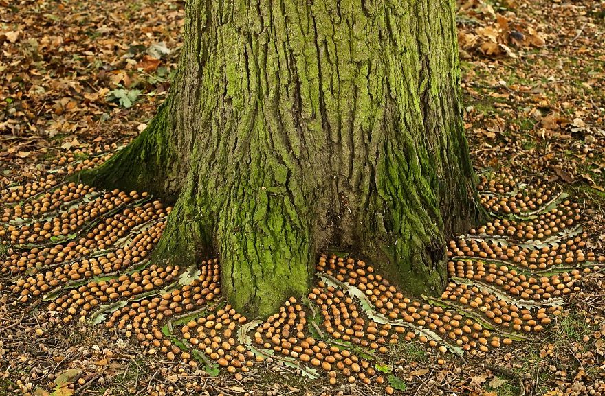 James Brunt mandalas naturaleza 7