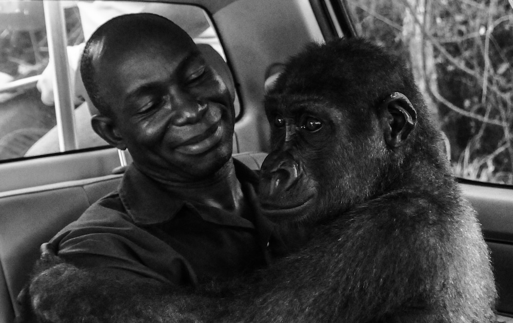 Jo Anne McArthur gorila