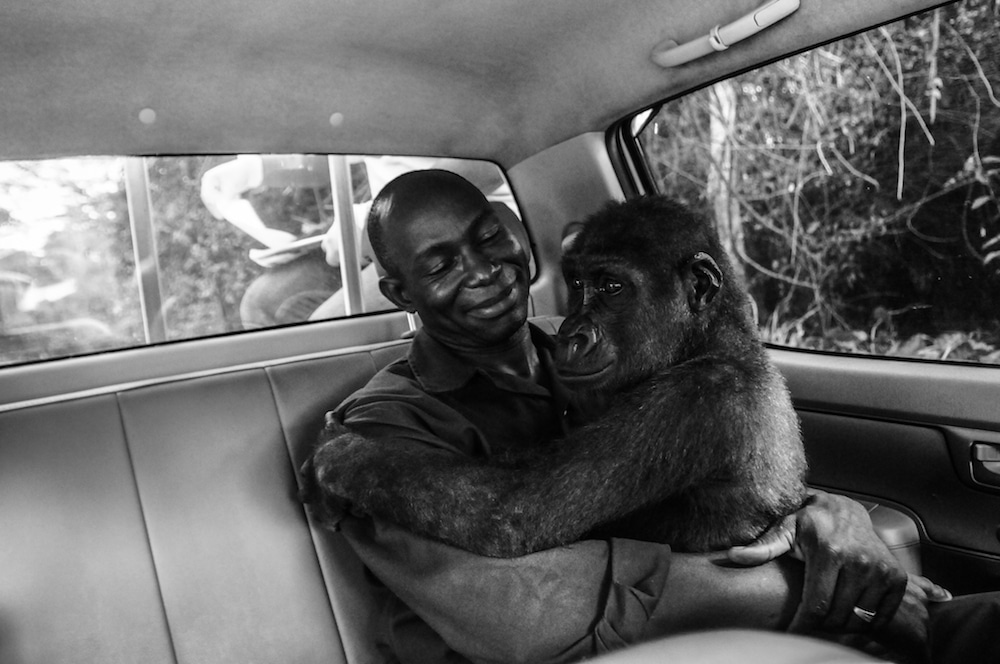 Jo Anne McArthur gorila 2