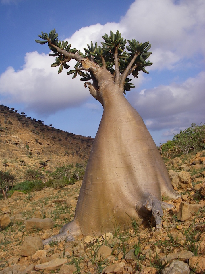 Socotra.Cultura Inquieta1