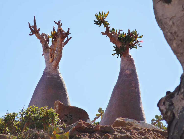 Socotra.Cultura Inquieta11