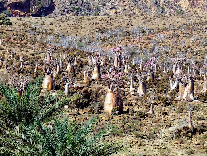 Socotra.Cultura Inquieta15