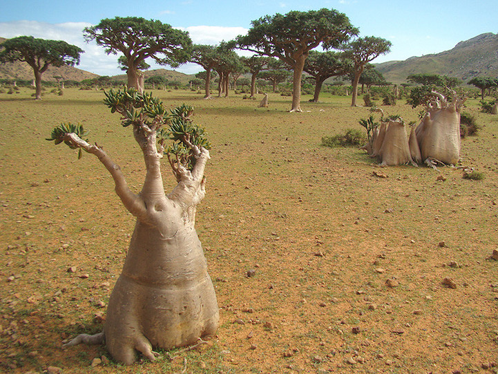 Socotra.Cultura Inquieta16