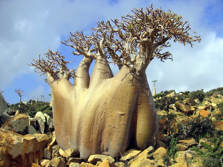 Socotra.Cultura Inquieta17