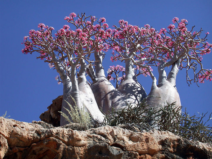 Socotra.Cultura Inquieta2