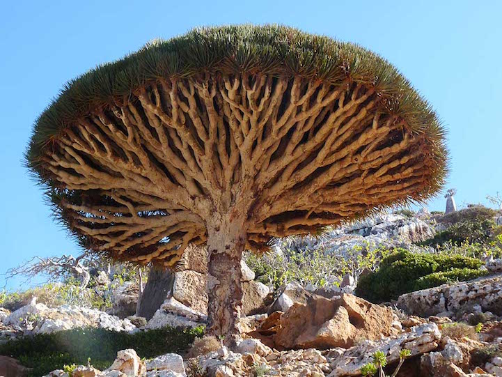 Socotra.Cultura Inquieta4