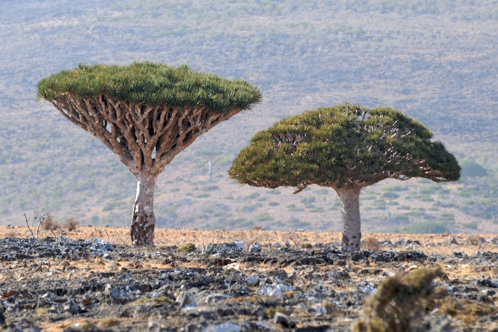 Socotra.Cultura Inquieta5