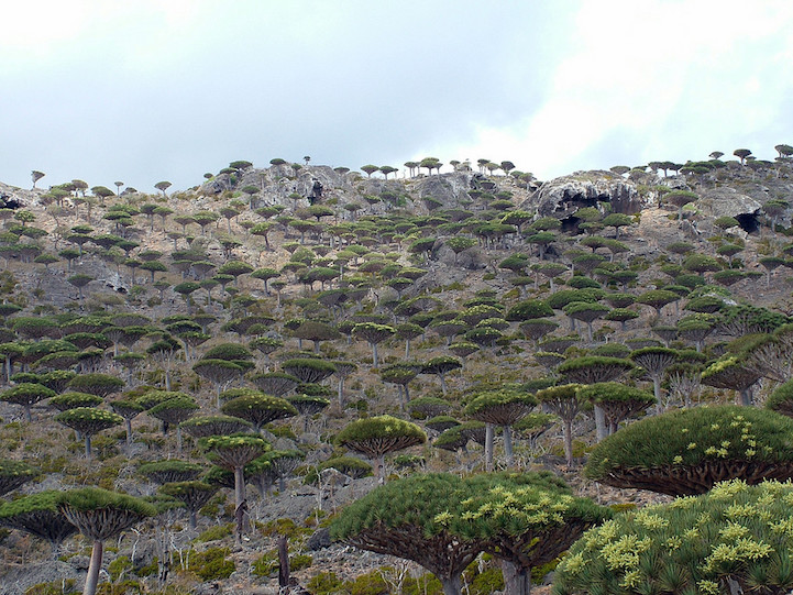 Socotra.Cultura Inquieta6