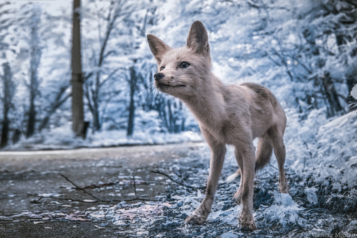 Vladimir Migutin Chernobyl fotografia infraroja 2