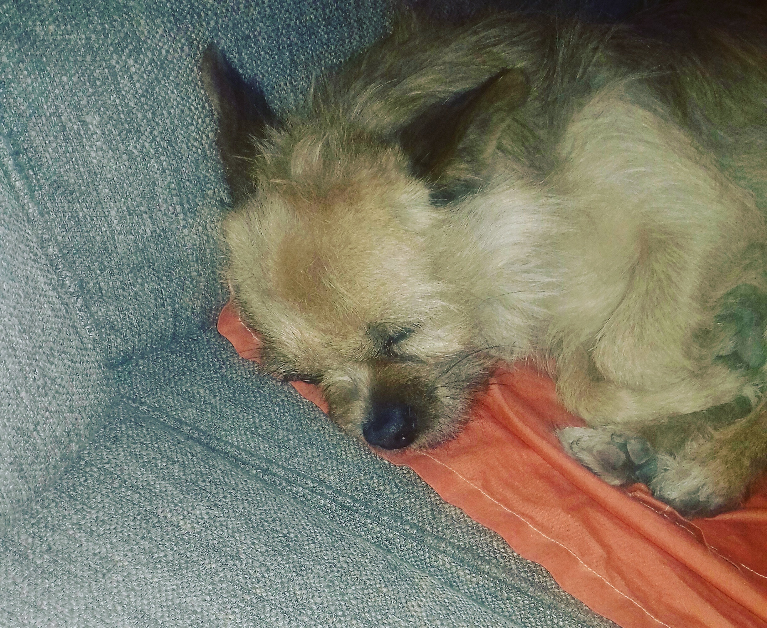 baxter. Cultura Inquieta