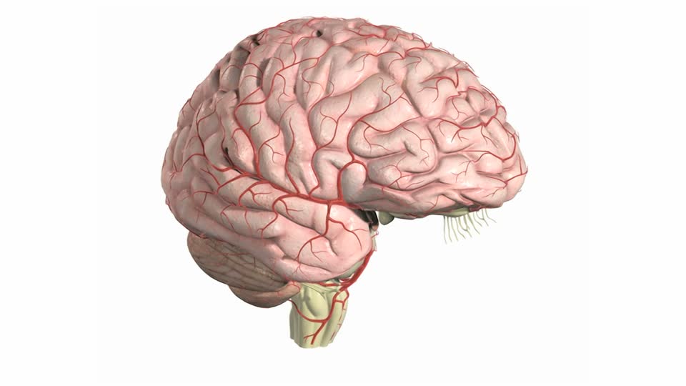 cerebro culturainquieta