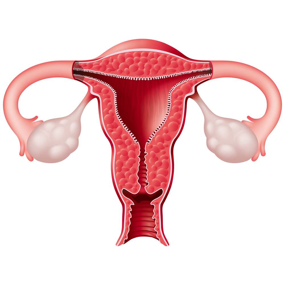 gonadas femeninas1 culturainquieta