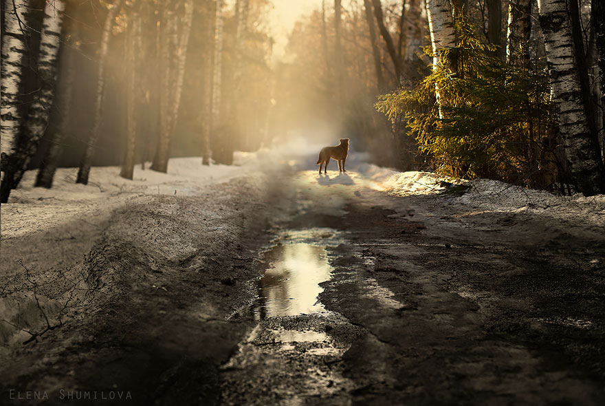 Elena Shumilova culturainquieta