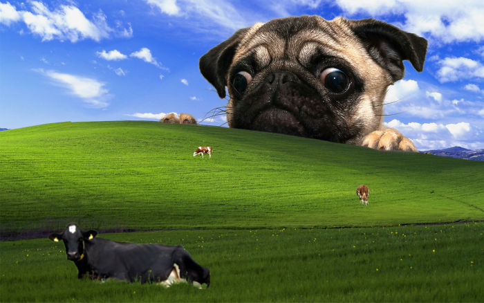 Fondos de pantalla Bored Panda 25