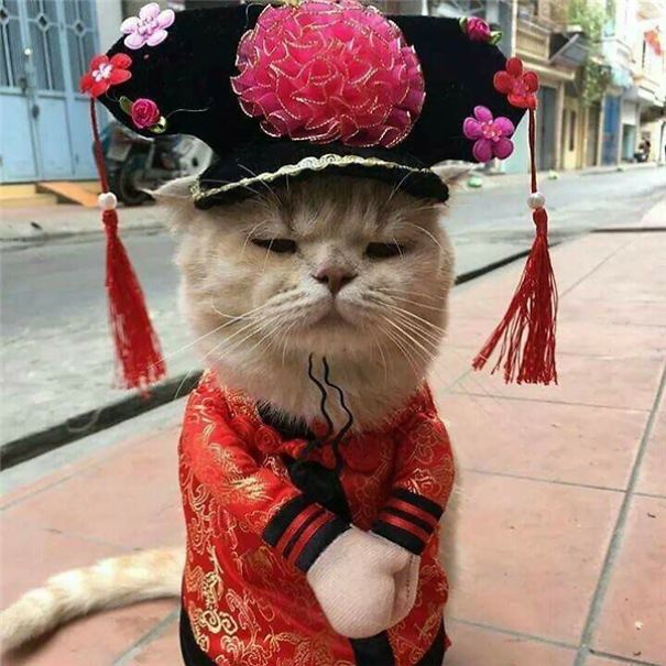 Quoc Phong gato cultura inquieta 12