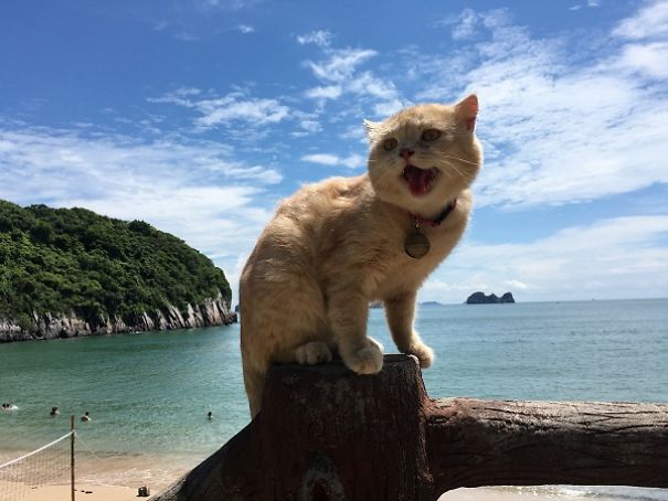 Quoc Phong gato cultura inquieta 14