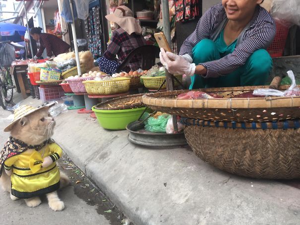 Quoc Phong gato cultura inquieta 6