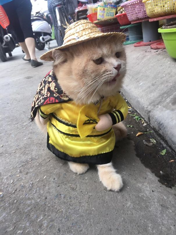 Quoc Phong gato cultura inquieta 7