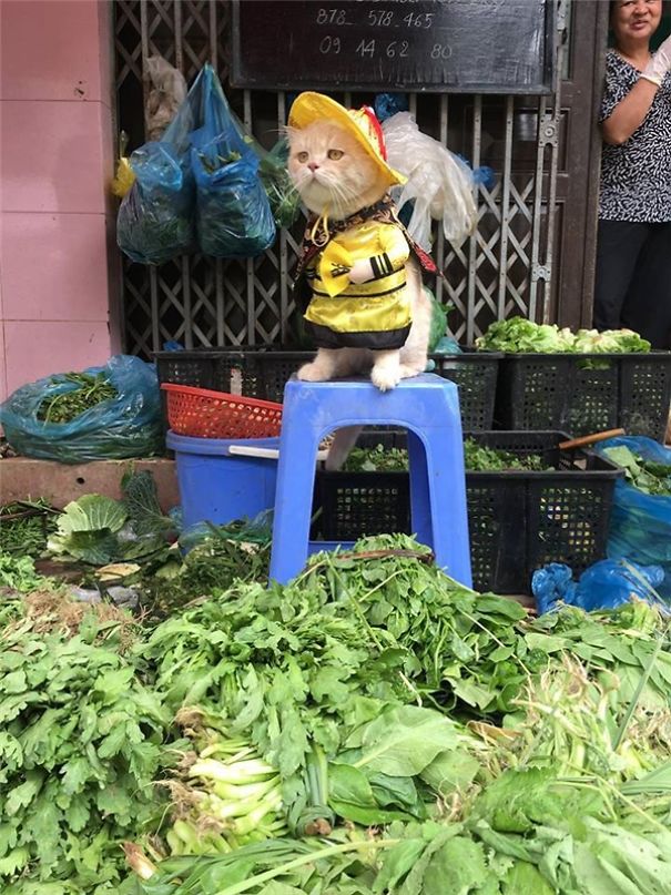 Quoc Phong gato cultura inquieta 9