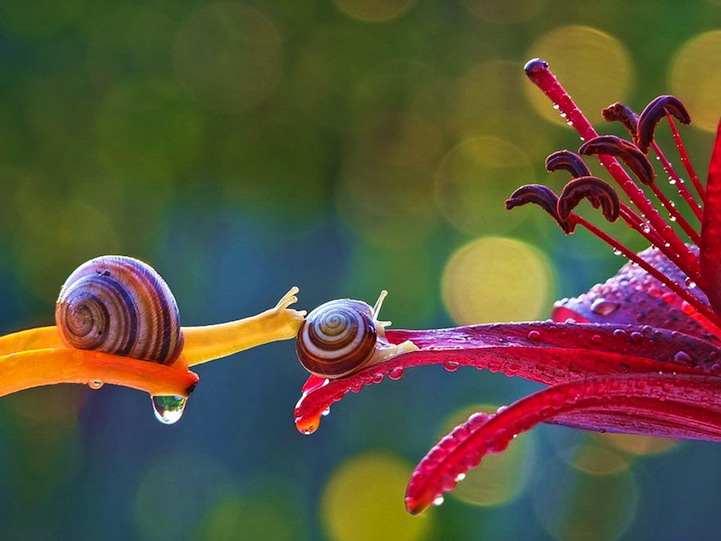 Vyacheslav Mishchenko fotografias caracoles