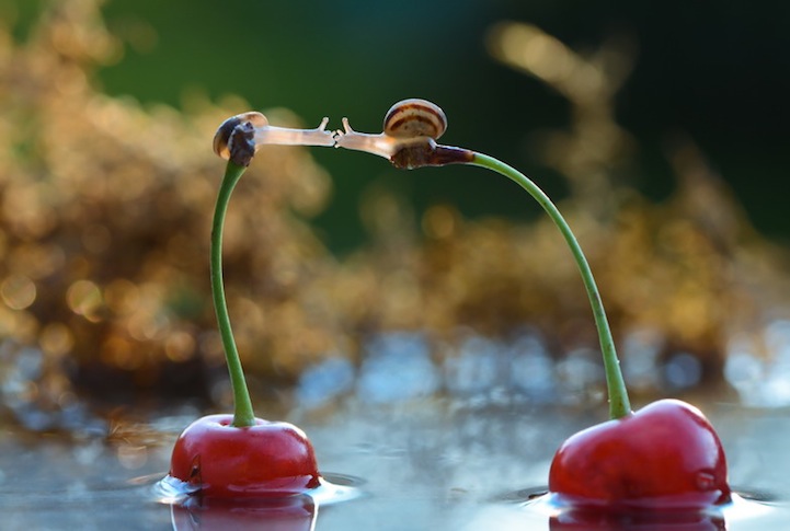 Vyacheslav Mishchenko fotografias caracoles 10