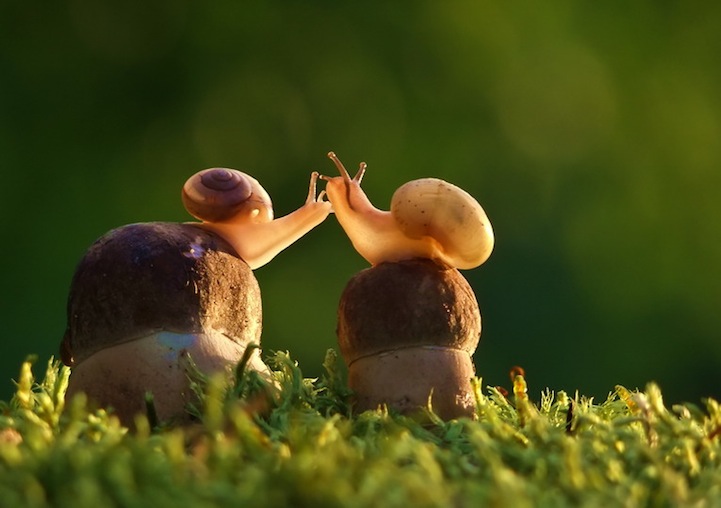 Vyacheslav Mishchenko fotografias caracoles 11