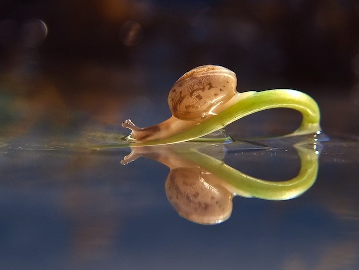 Vyacheslav Mishchenko fotografias caracoles 12