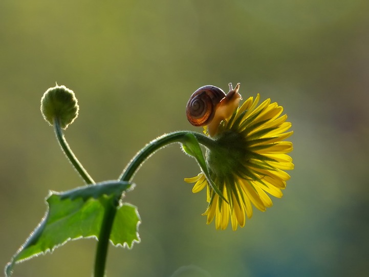 Vyacheslav Mishchenko fotografias caracoles 13
