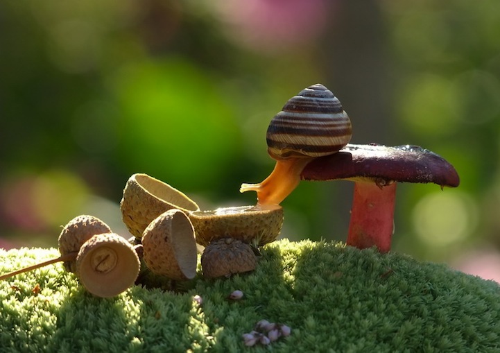 Vyacheslav Mishchenko fotografias caracoles 14