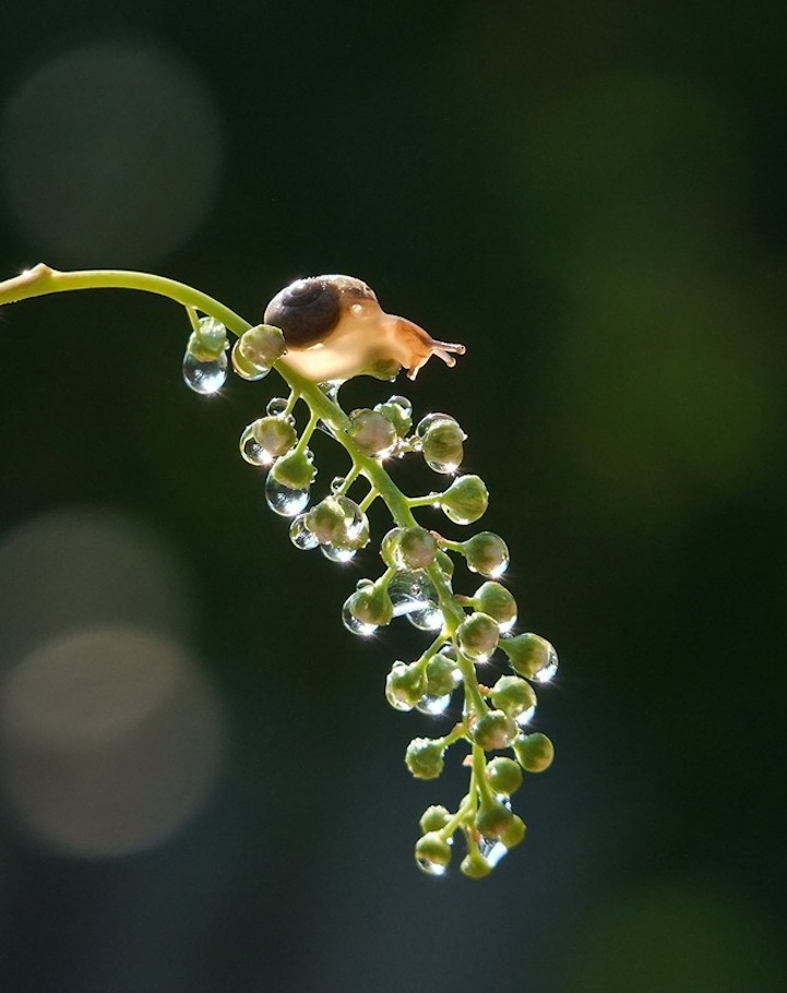 Vyacheslav Mishchenko fotografias caracoles 15