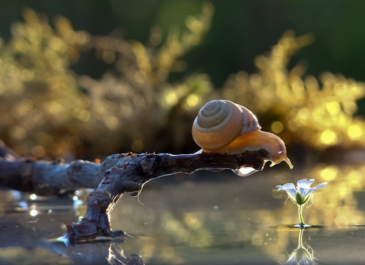 Vyacheslav Mishchenko fotografias caracoles 16