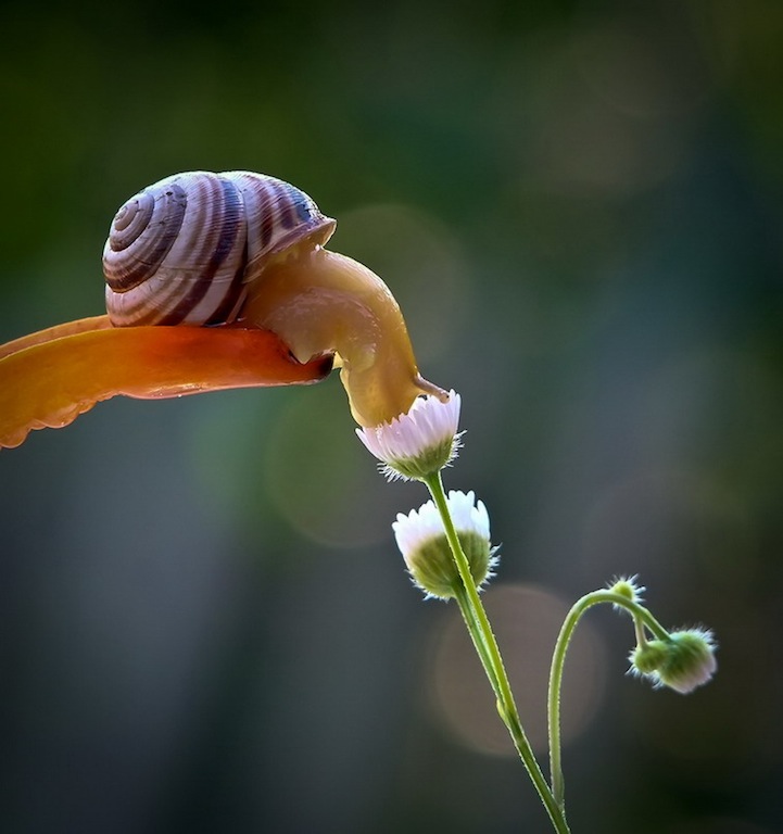 Vyacheslav Mishchenko fotografias caracoles 17