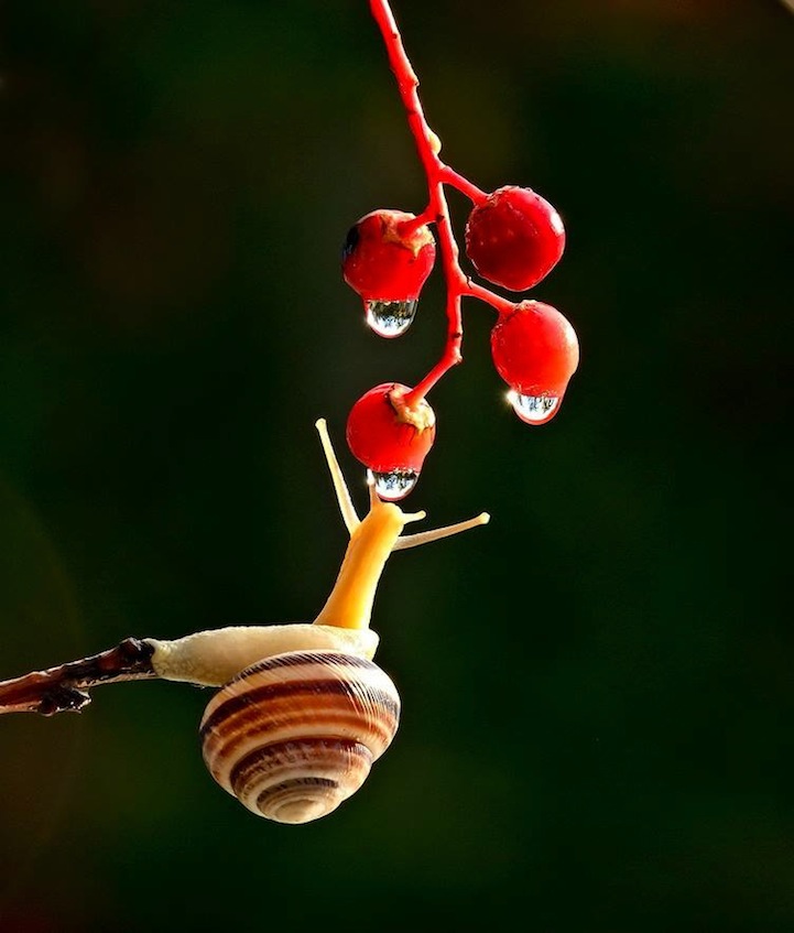 Vyacheslav Mishchenko fotografias caracoles 18