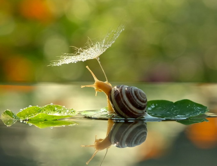 Vyacheslav Mishchenko fotografias caracoles 2