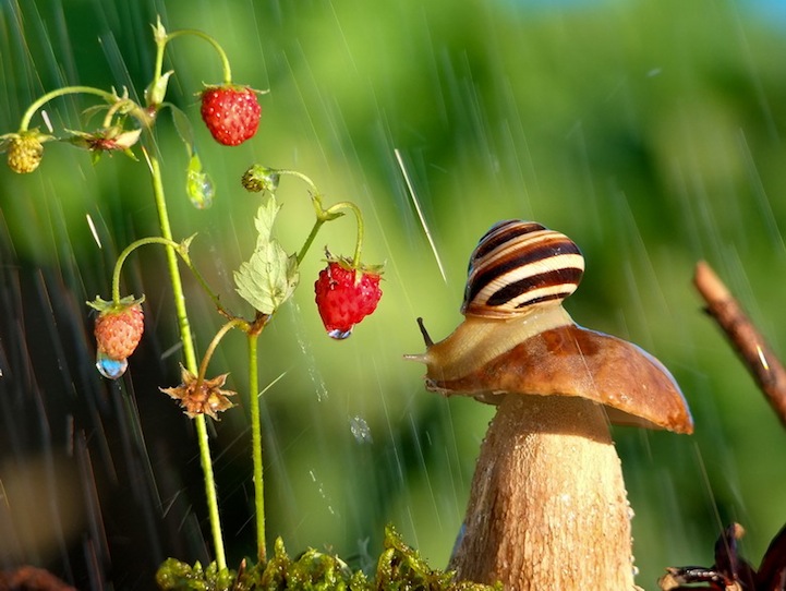 Vyacheslav Mishchenko fotografias caracoles 3